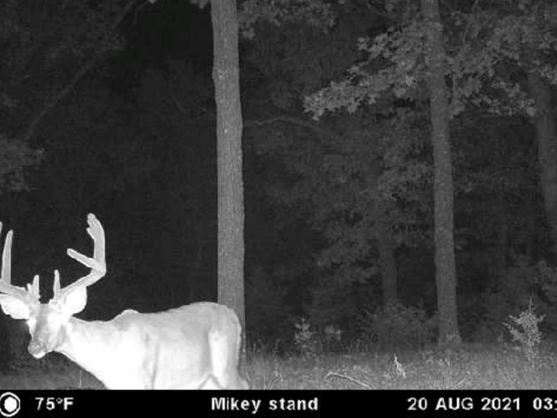 North Missouri Whitetails : Trenton : Grundy County : Missouri