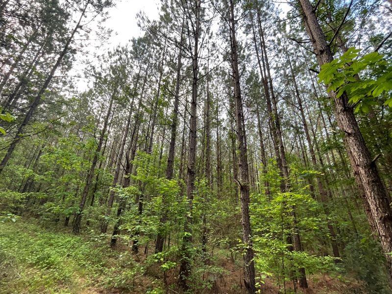 Georgetown, Southeast 50 : Georgetown : Copiah County : Mississippi