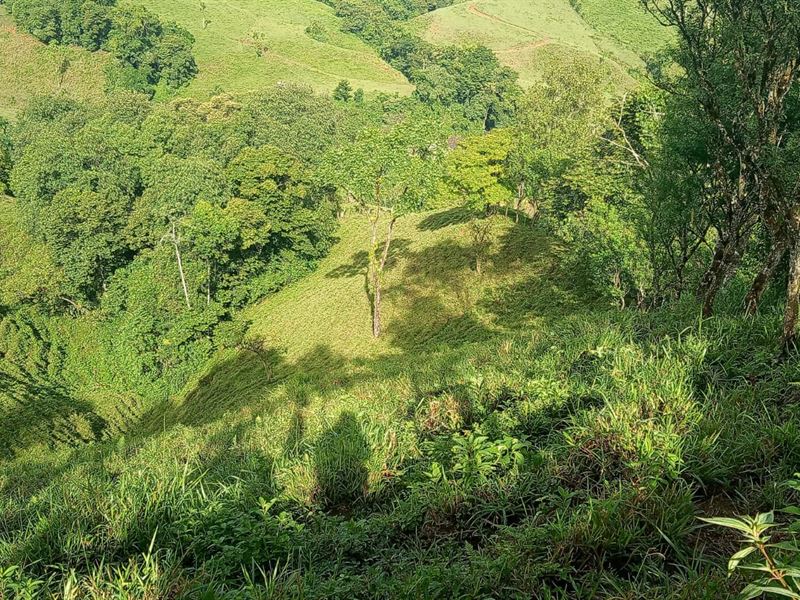 Gorgeous Country Farm Near Panama : Limoncito De Coto Brus : Costa Rica