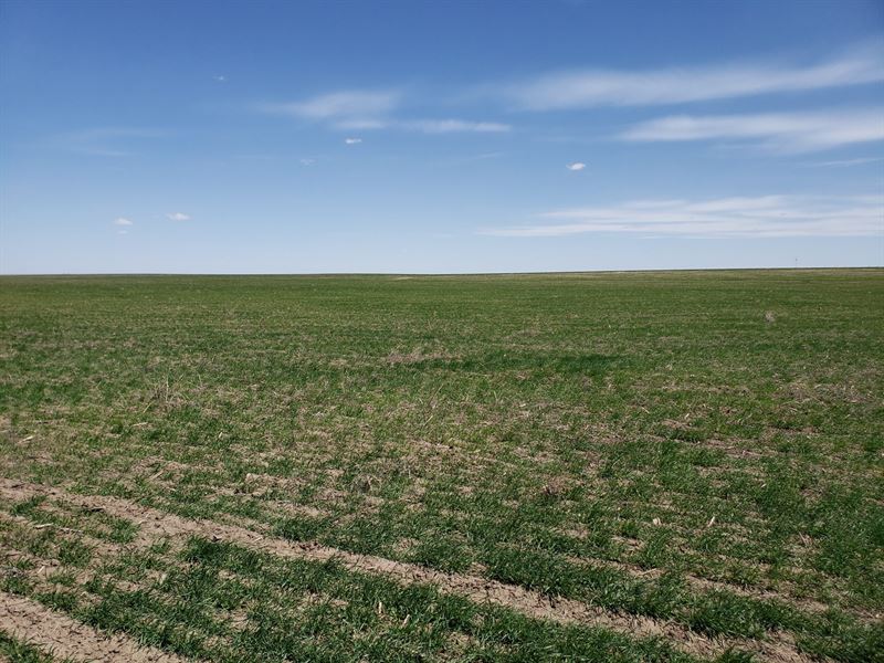 Chappell Dryland Quarter : Chappell : Deuel County : Nebraska