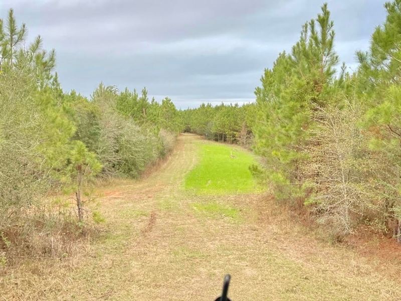 172 Acres Knoxo Columbia Road : Kokomo : Marion County : Mississippi