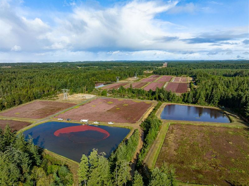 Laurel Creek Cranberry Farm : Bandon : Coos County : Oregon