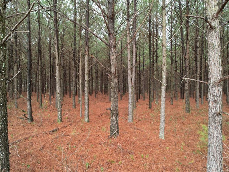 Ideal Hill Recreation Tract : Ideal : Macon County : Georgia