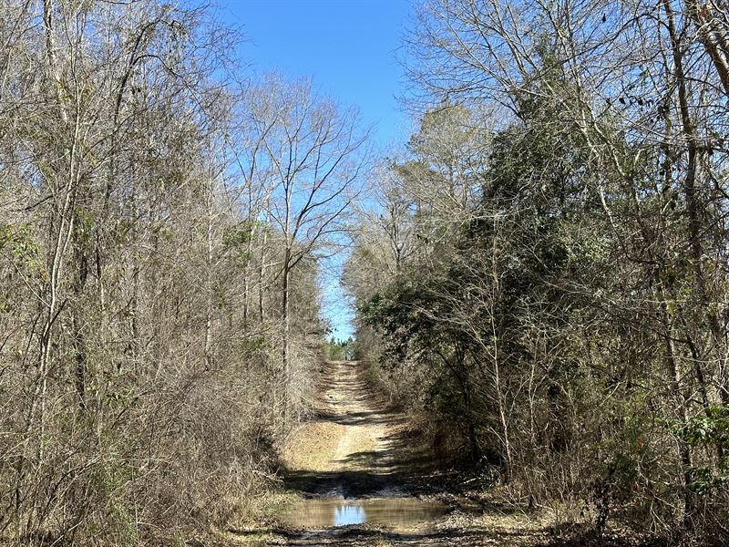 Oakey Streak Tract : Red Level : Covington County : Alabama