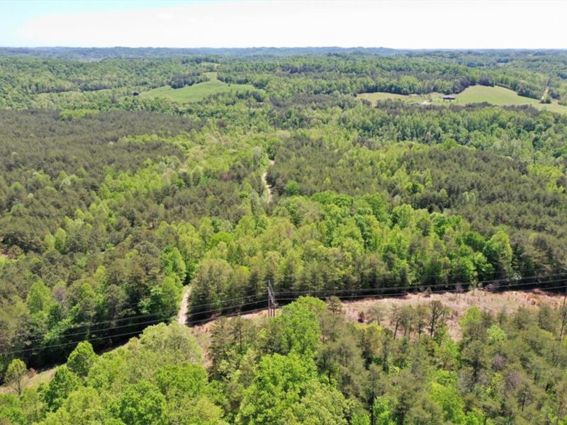 Off Grid Wooded Lot : Booneville : Owsley County : Kentucky