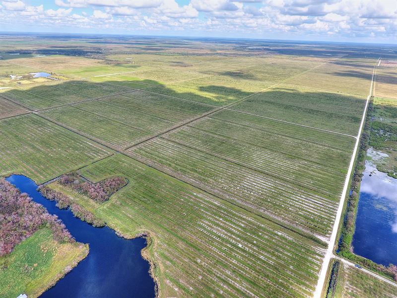 Neal Road Grove, Punta Gorda, Farm for Sale in Florida, 343327 FARMFLIP