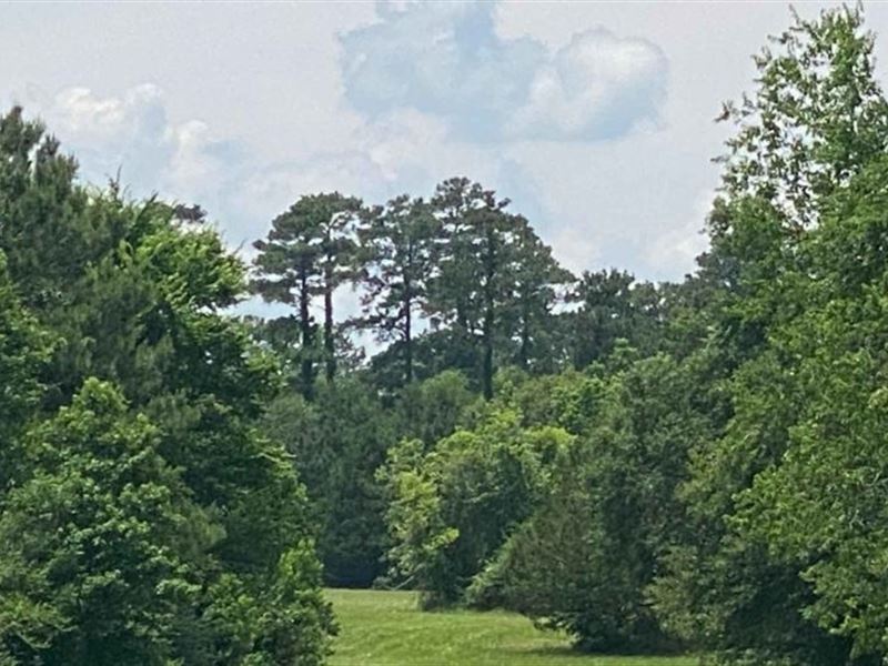 North Forty 53 : Montgomery : Montgomery County : Texas