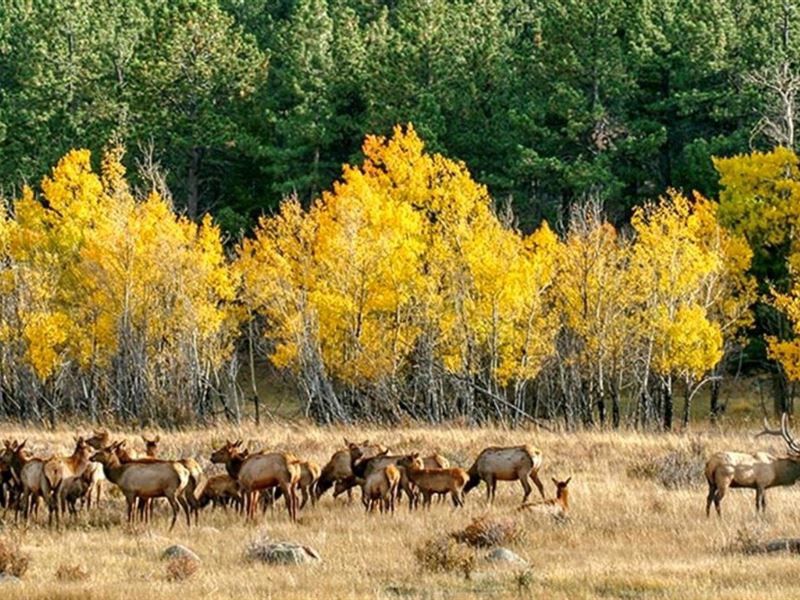 Buckhorn Lakes Ranch : Montrose : Montrose County : Colorado