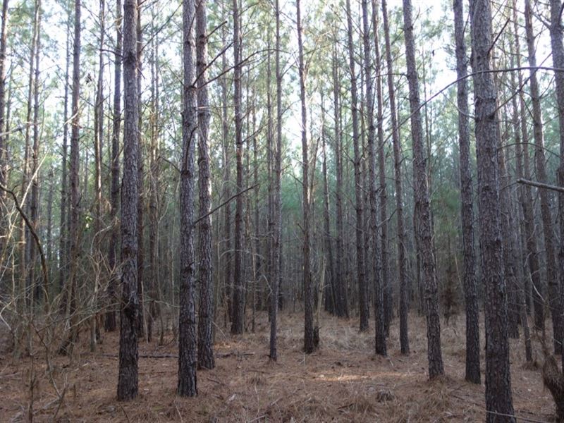 Timberland, Rural Area, Home Site : Blair : Fairfield County : South Carolina