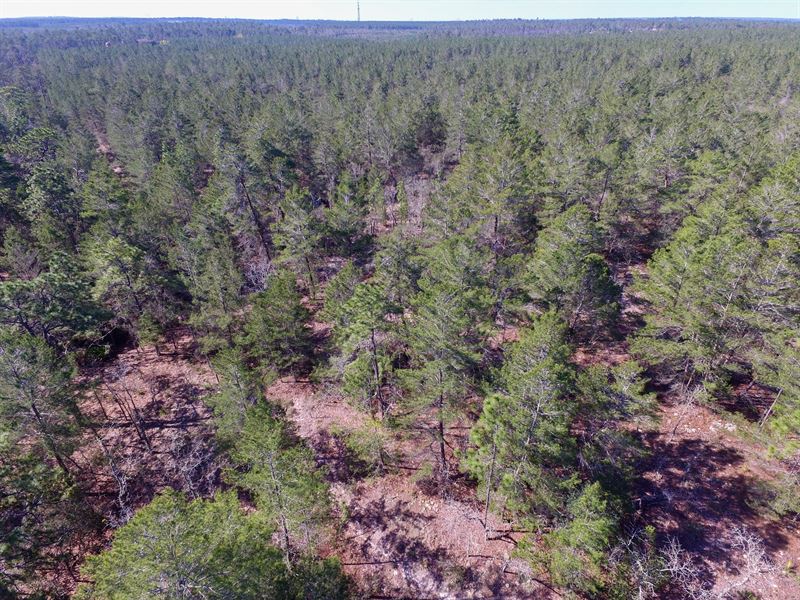 Citrus County Preserve 52.92 Acres : Dunnellon : Citrus County : Florida