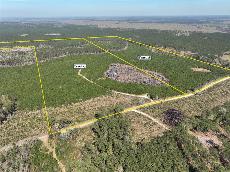 104 Acres, T-17 Spurger Pines North : Spurger : Tyler County : Texas
