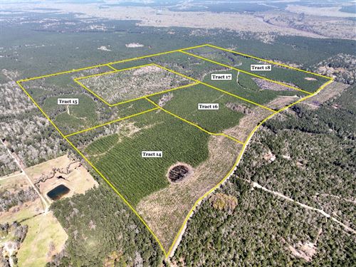 50 Acres, T-18 Spurger Pines North : Spurger : Tyler County : Texas