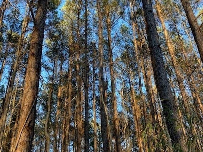 Tindal East Tract : Paxville : Clarendon County : South Carolina