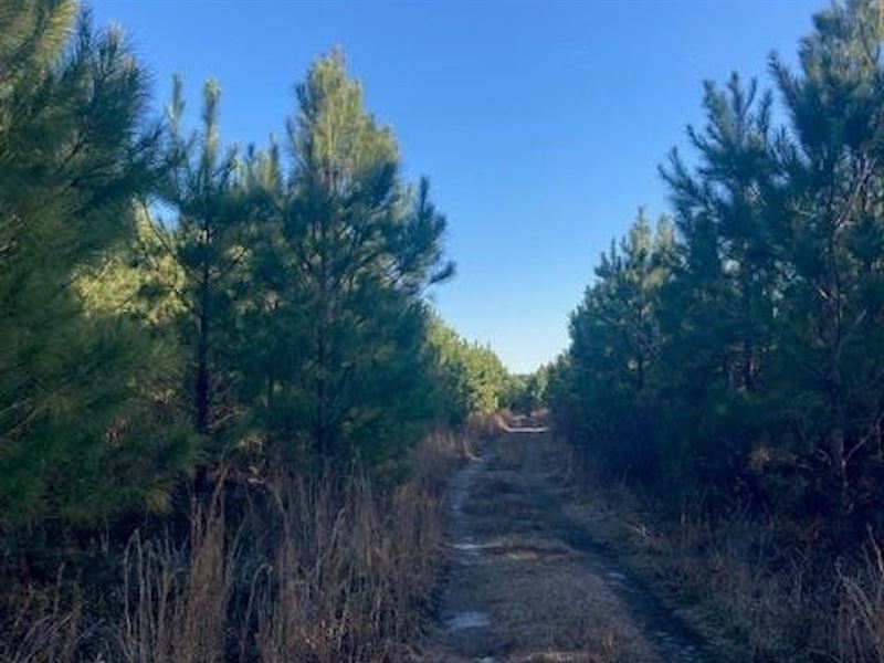 Tindal 2 Tract : Paxville : Clarendon County : South Carolina