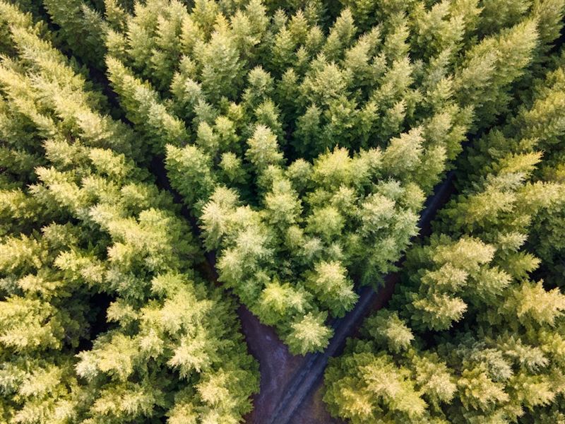 161.60 Acres in Cottage Grove, Oregon : Cottage Grove : Lane County : Oregon