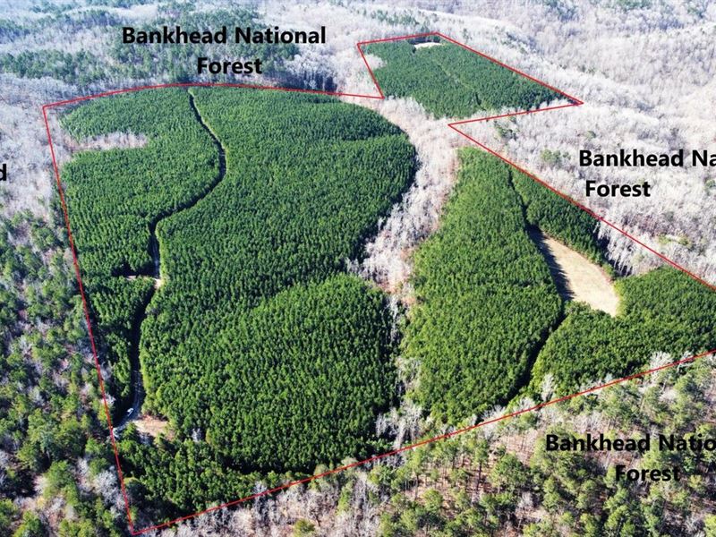 Bankhead National Forest Hunting re : Russellville : Franklin County : Alabama