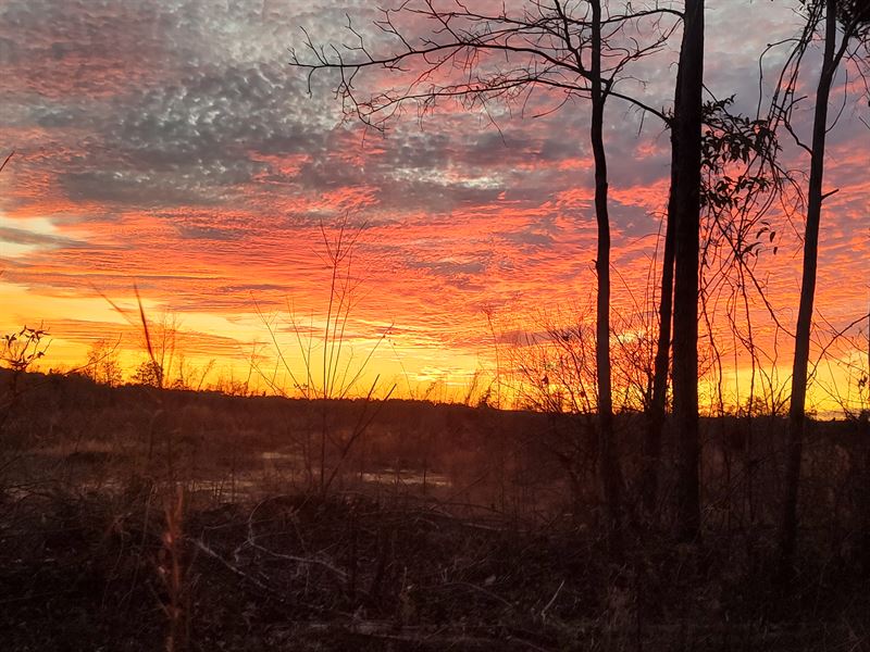 Asbury 72 Acres, Farm for Sale in Alabama, 345180 FARMFLIP