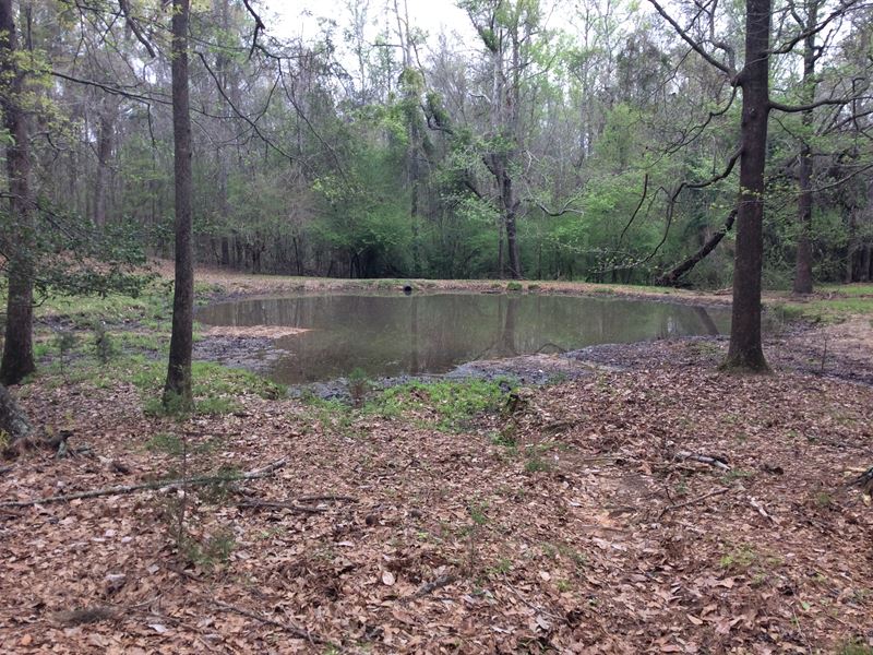 Hickory Grove Rd Tract : Honoraville : Crenshaw County : Alabama