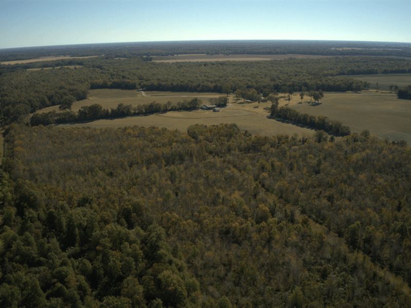 620 Acres High Fence with Lodge : Mangham : Richland Parish : Louisiana