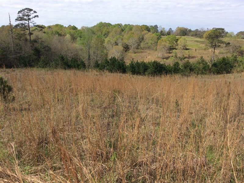 Posey Rd Lots, 3 Lots, 5 Acres Each : Honoraville : Crenshaw County : Alabama