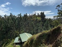 Alto Cacao Cattle Farm : Tucurrique : Costa Rica