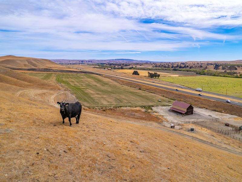 Vineyard Hill Irrigated Ground : Paso Robles : San Luis Obispo County : California