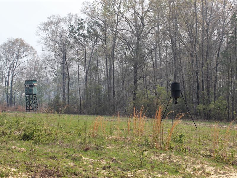 Auburn Hunting and Recreation Land, Farm for Sale in Alabama, 346298