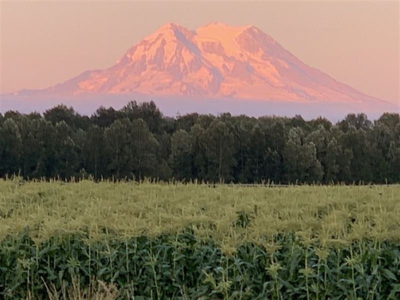 Nisqually Springs Farm : Yelm : Thurston County : Washington
