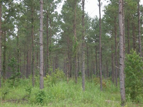 Buckhead Tract 932+/- Acres : Waynesboro : Burke County : Georgia
