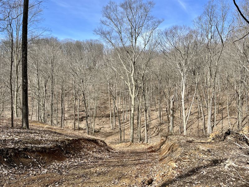 Four Miles From Piedmont Lake : Piedmont : Guernsey County : Ohio