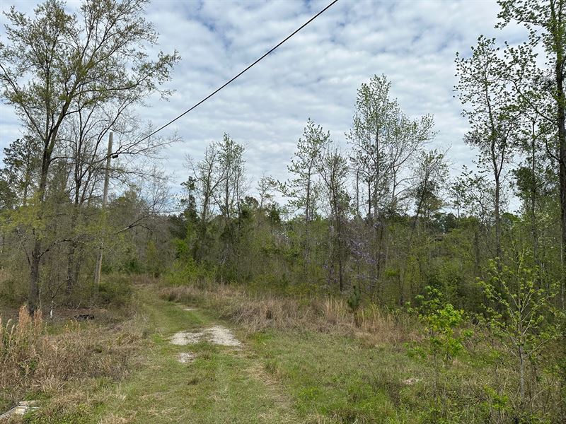 39 Acres Glynn County, GA : Brunswick : Glynn County : Georgia