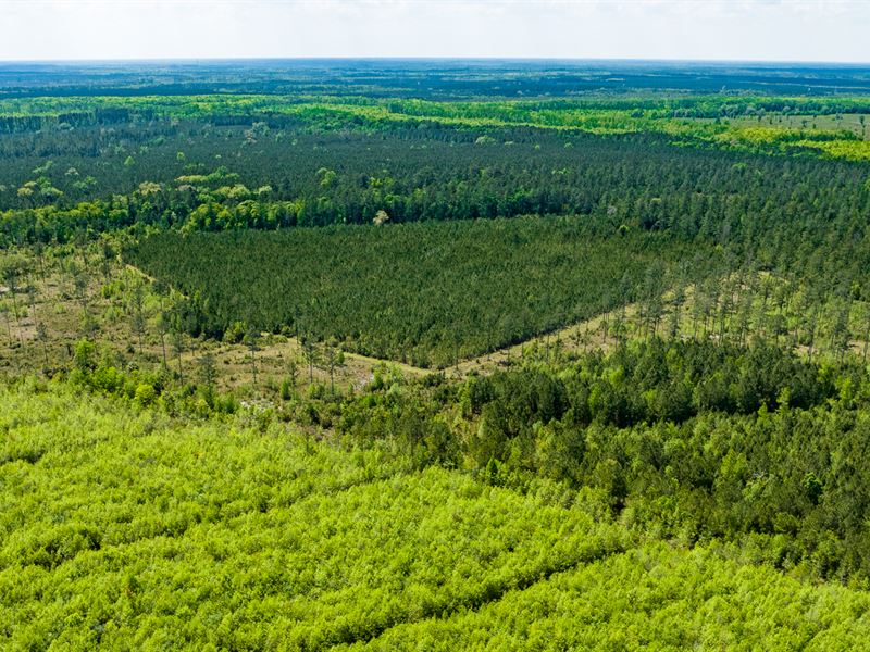 Joe Island Plantation, Glynn County : Brunswick : Glynn County : Georgia