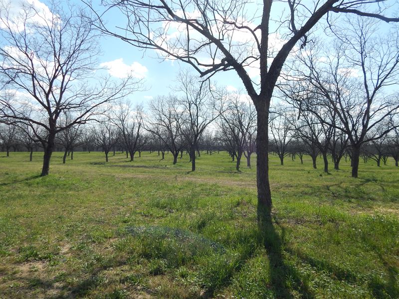 212 Acres with Mature Pecan Trees : Metter : Candler County : Georgia