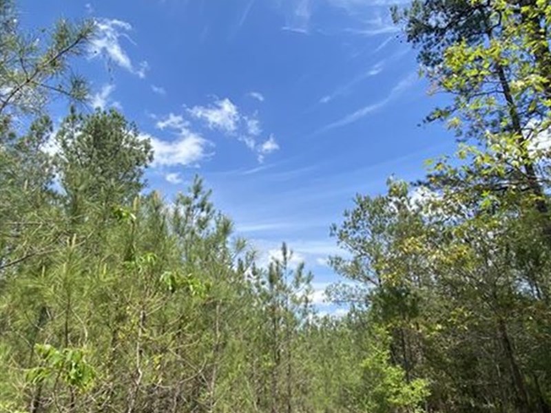 Cc Trail Property : Chatom : Washington County : Alabama