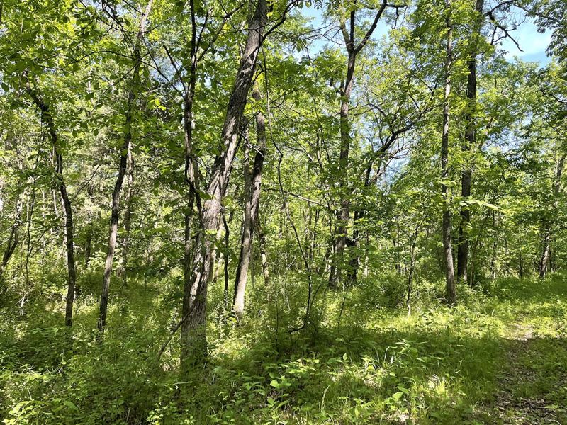 Land with Timber for Sale in MO, Farm for Sale in Missouri, 347087