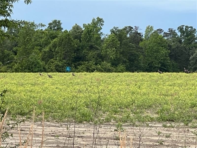 43 Acres Hunting and Ag Land : Marianna : Jackson County : Florida