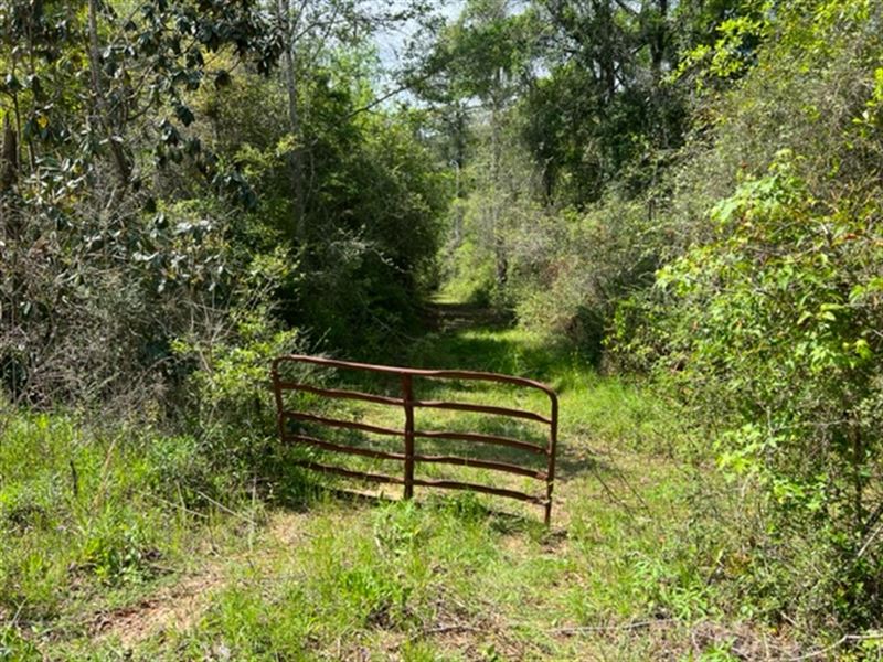 101 Acres Hunting Retreat in AL : Chancellor : Geneva County : Alabama
