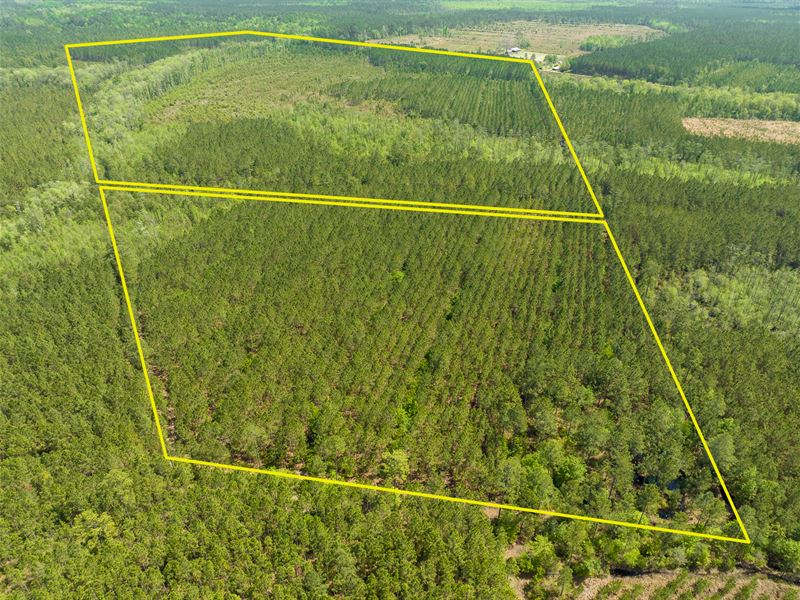 113 Ac on Reddish Rd, Long County : Ludowici : Long County : Georgia