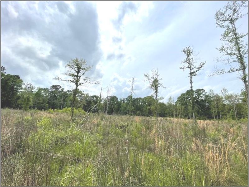 15.23 Acres in Pearl River County : Picayune : Pearl River County : Mississippi