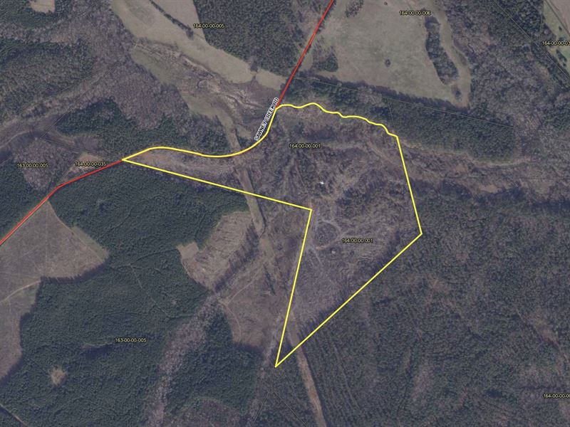 Private Acreage, Loblolly Pines : Calhoun Falls : Abbeville County : South Carolina