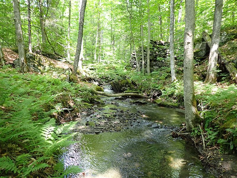 Old Buffalo Forest : West Fairlee : Orange County : Vermont