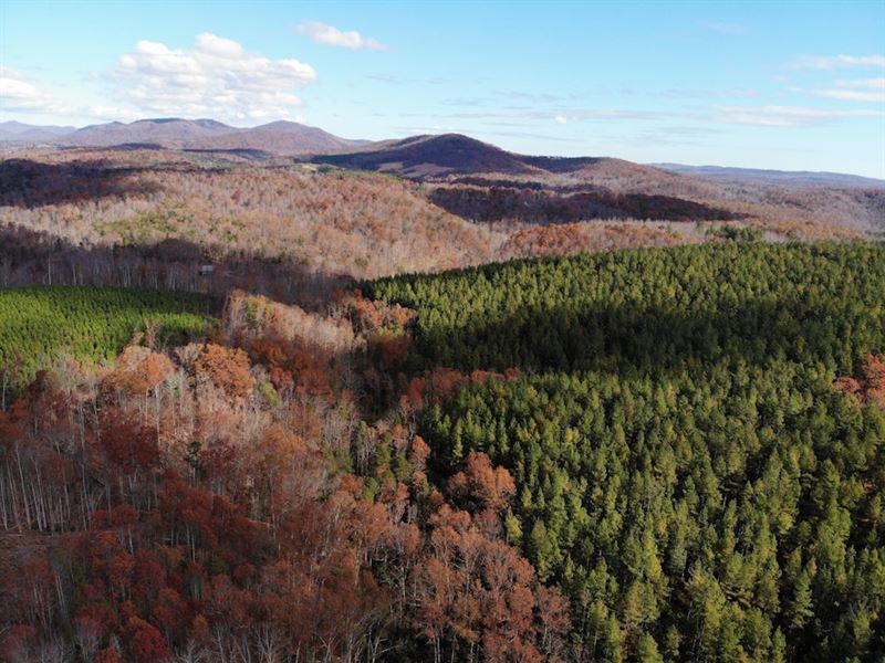 Bryant-Smith Pine Plantation : Scottsville : Nelson County : Virginia