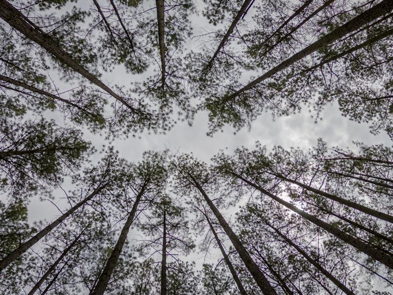 Schwartzman Land & Timber : Dillwyn : Buckingham County : Virginia