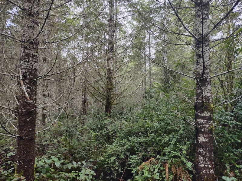 Fox Run 120 : Grapeview : Mason County : Washington