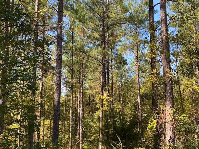 Profitable Pine Plantation : Java : Pittsylvania County : Virginia