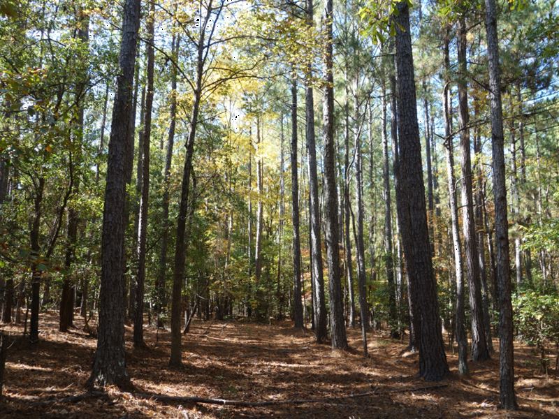 Excellent Recreational Tract : Winnsboro : Fairfield County : South Carolina