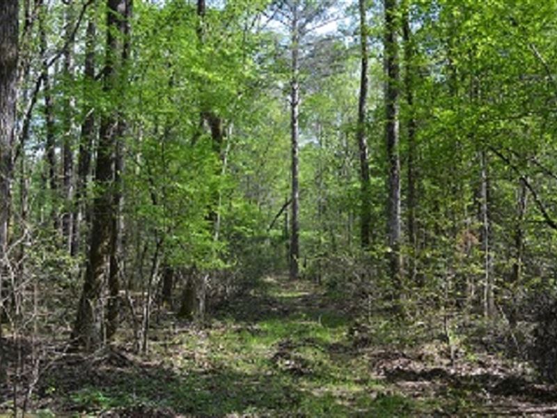 Smith Oaks : McIntyre : Wilkinson County : Georgia
