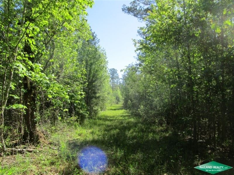 119.75 Ac, Timberland & Huntin : Newton : Newton County : Texas
