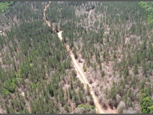 80 Acres in Jasper & Clarke County : Vossburg : Clarke County : Mississippi