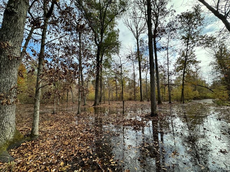 Price Reduced, 320 Acre Green : Hickory Ridge : Cross County : Arkansas